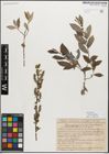 Foto von Salix myrsinifolia Salisb.